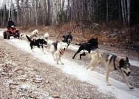 /album/sled-dogs/fall-train-jpg/